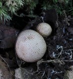 Scleroderma areolatum image