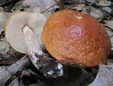 Boletus longicurvipes image
