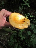 Lactarius croceus image