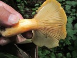 Lactarius croceus image