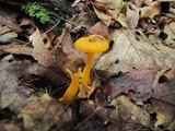 Cantharellus ignicolor image