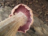 Laccaria ochropurpurea image