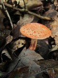 Cortinarius bolaris image
