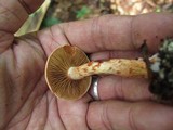 Cortinarius bolaris image