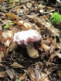 Cortinarius argenteopileatus image
