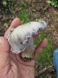 Cortinarius argenteopileatus image
