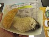 Boletus nobilissimus image