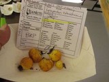 Lycoperdon coloratum image
