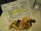 Lactarius subvernalis image
