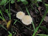 Lepiota clypeolaria image