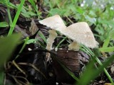 Lepiota clypeolaria image