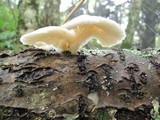 Pleurotus pulmonarius image