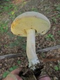Boletus pallidus image