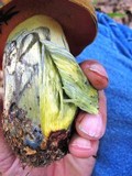 Boletus subluridellus image