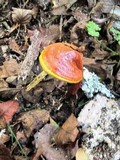 Ganoderma curtisii image