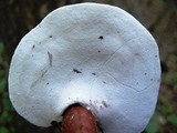 Ganoderma curtisii image
