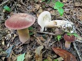 Tylopilus rubrobrunneus image