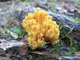 Ramaria flava image