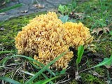 Ramaria flava image