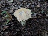 Leccinum versipelle image