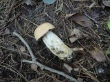 Leccinum versipelle image