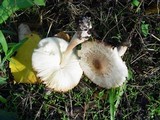 Leucoagaricus americanus image