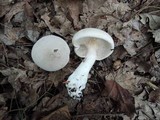 Clitopilus prunulus image