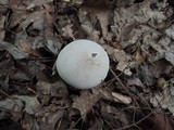 Clitopilus prunulus image