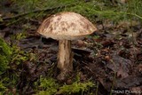 Leccinum alaskanum image