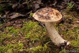 Leccinum alaskanum image