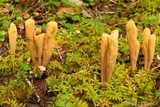 Clavariadelphus sachalinensis image