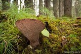 Sarcodon imbricatus image
