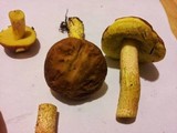 Boletus rubropunctus image