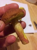 Boletus rubropunctus image