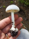Amanita abrupta image