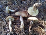 Retiboletus fuscus image