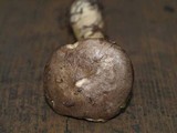 Lactarius trivialis image