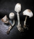 Leucocoprinus cepistipes image