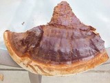 Ganoderma polychromum image