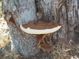 Ganoderma polychromum image