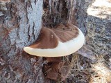 Ganoderma polychromum image