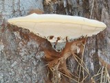 Ganoderma polychromum image