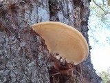 Ganoderma polychromum image