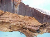 Ganoderma polychromum image