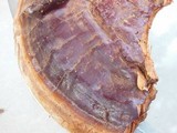 Ganoderma polychromum image