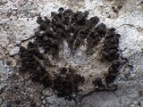 Collema fragile image