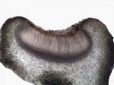 Collema fragile image