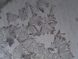 Collema fragile image
