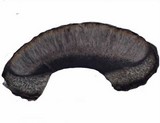Blennothallia crispa image