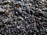 Blennothallia crispa image